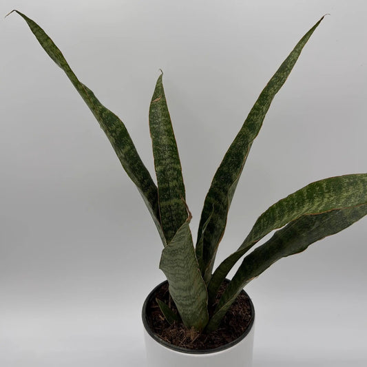 Sansevieria Jaboa snake plant with variegated green leaves in a white pot RUNOPLANTS on Tampa Home & Garden Store