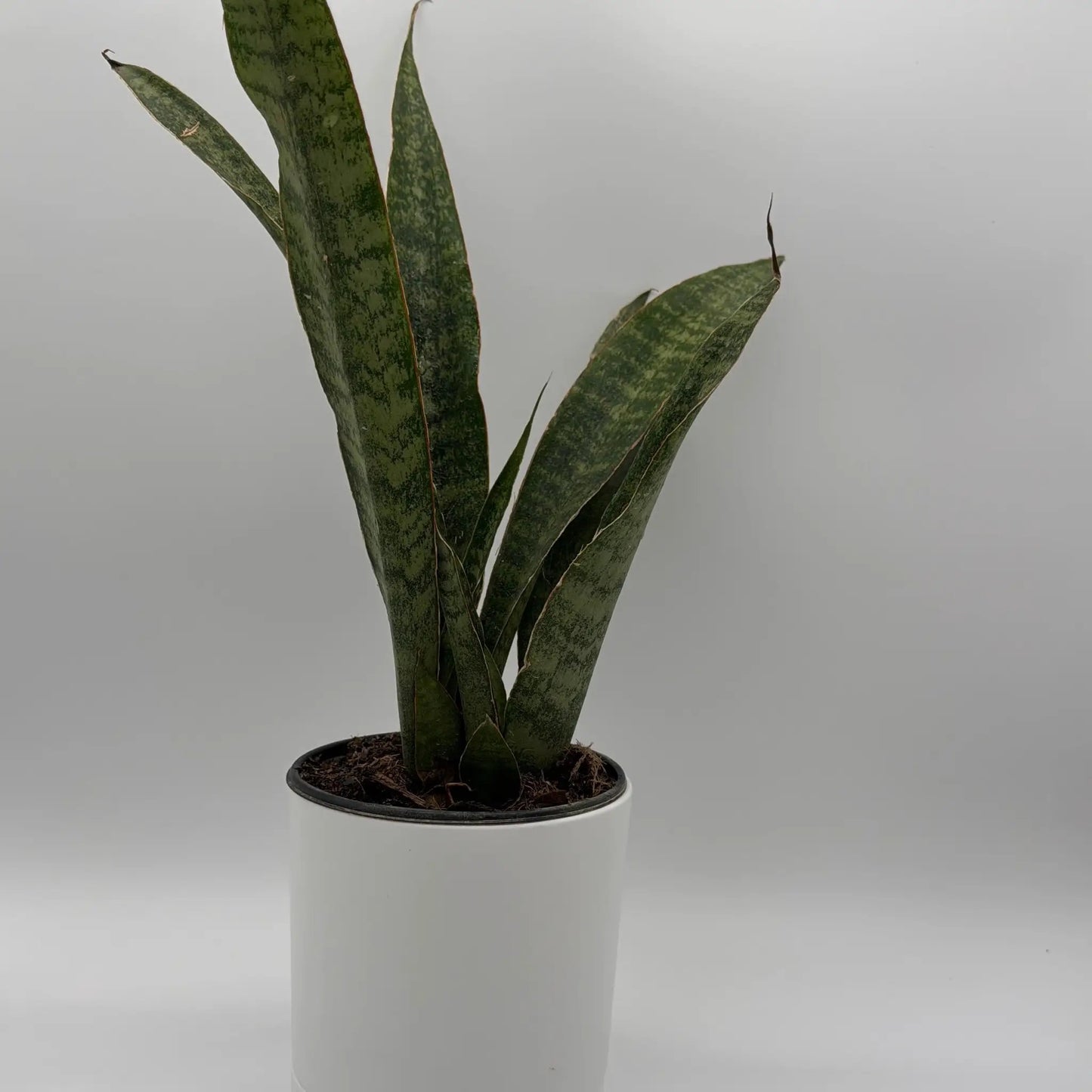 Sansevieria Jaboa Snake Plant for Modern Homes