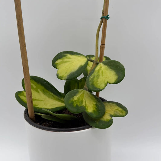 Inner Variegated Hoya Kerrii Sweetheart Plant with green and yellow leaves and bamboo stake on Tampa Home & Garden Store