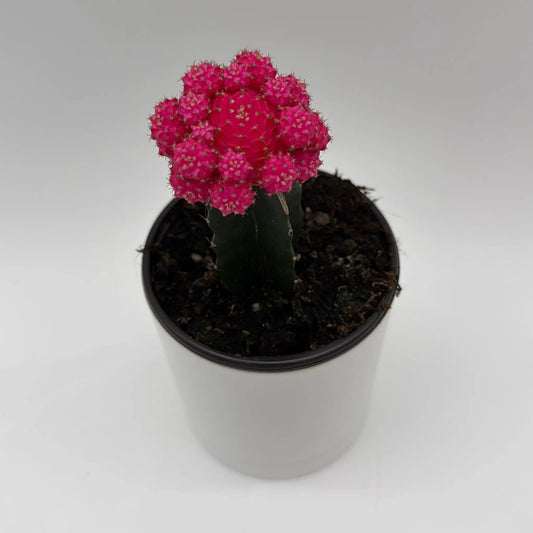 Moon Cactus grafted top pink ball on dark green stem RUNOPLANTS potted plant on Tampa Home & Garden Store