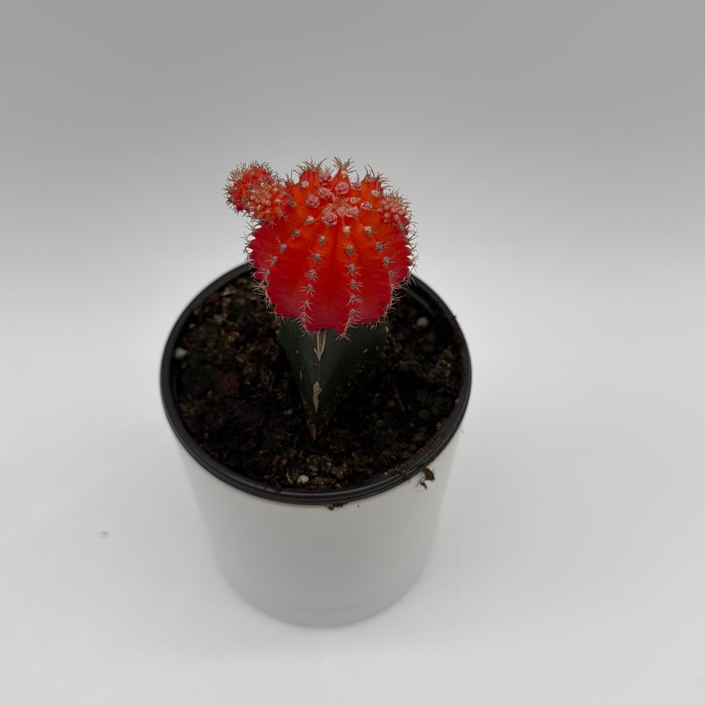 Grafted Moon Cactus Gymnocalycium Mihanovichii