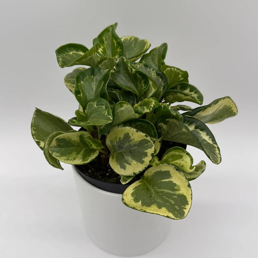 Peperomia Obtusifolia Golden Gate plant with green and yellow variegated leaves in a white pot on Tampa Home & Garden Store