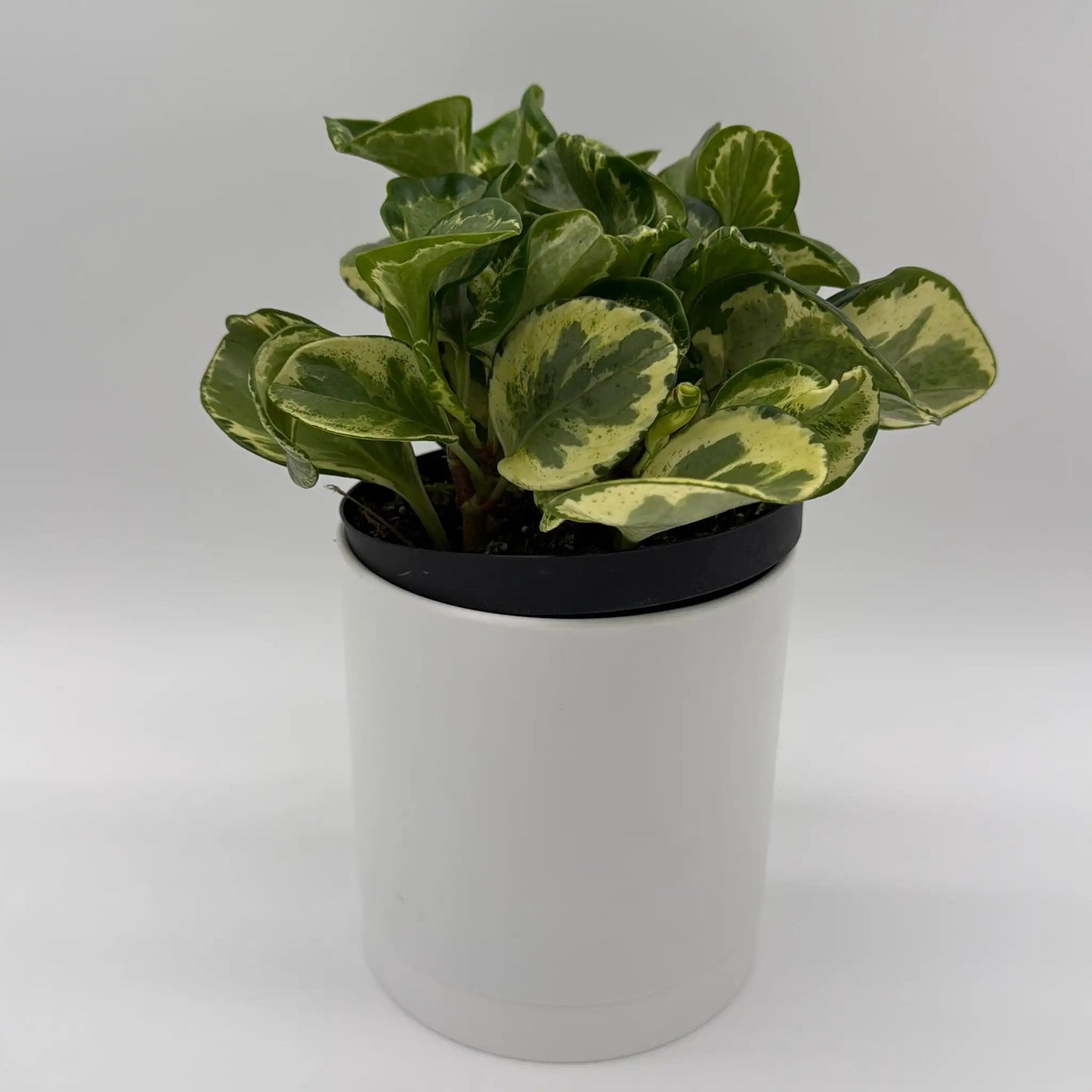 Peperomia Obtusifolia 'Golden Gate' - Tampa Home & Garden Store
