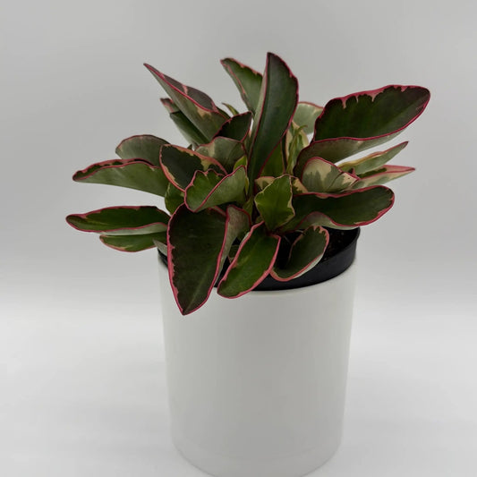 Peperomia Clusiifolia Ginny plant with green leaves and pink-edged margins in a white pot on Tampa Home & Garden Store