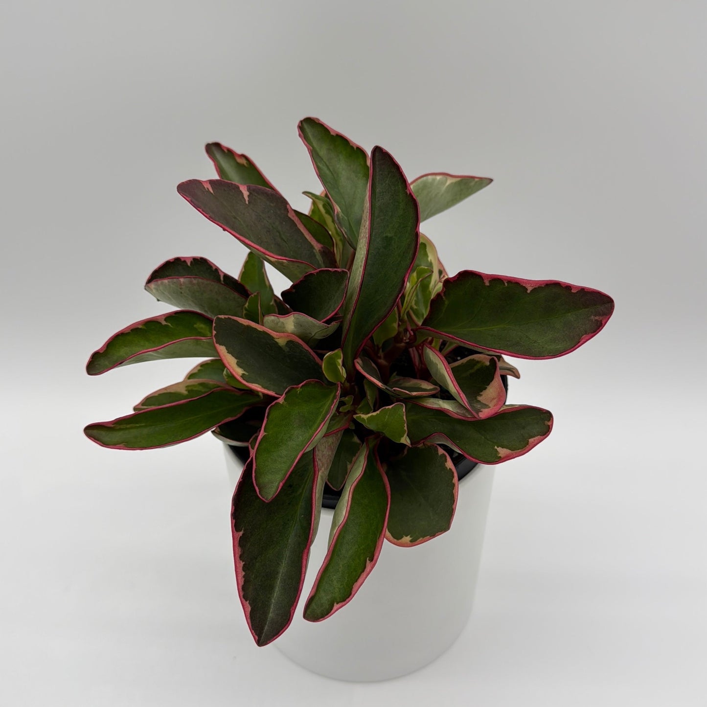 Variegated Peperomia Clusiifolia 'Ginny'