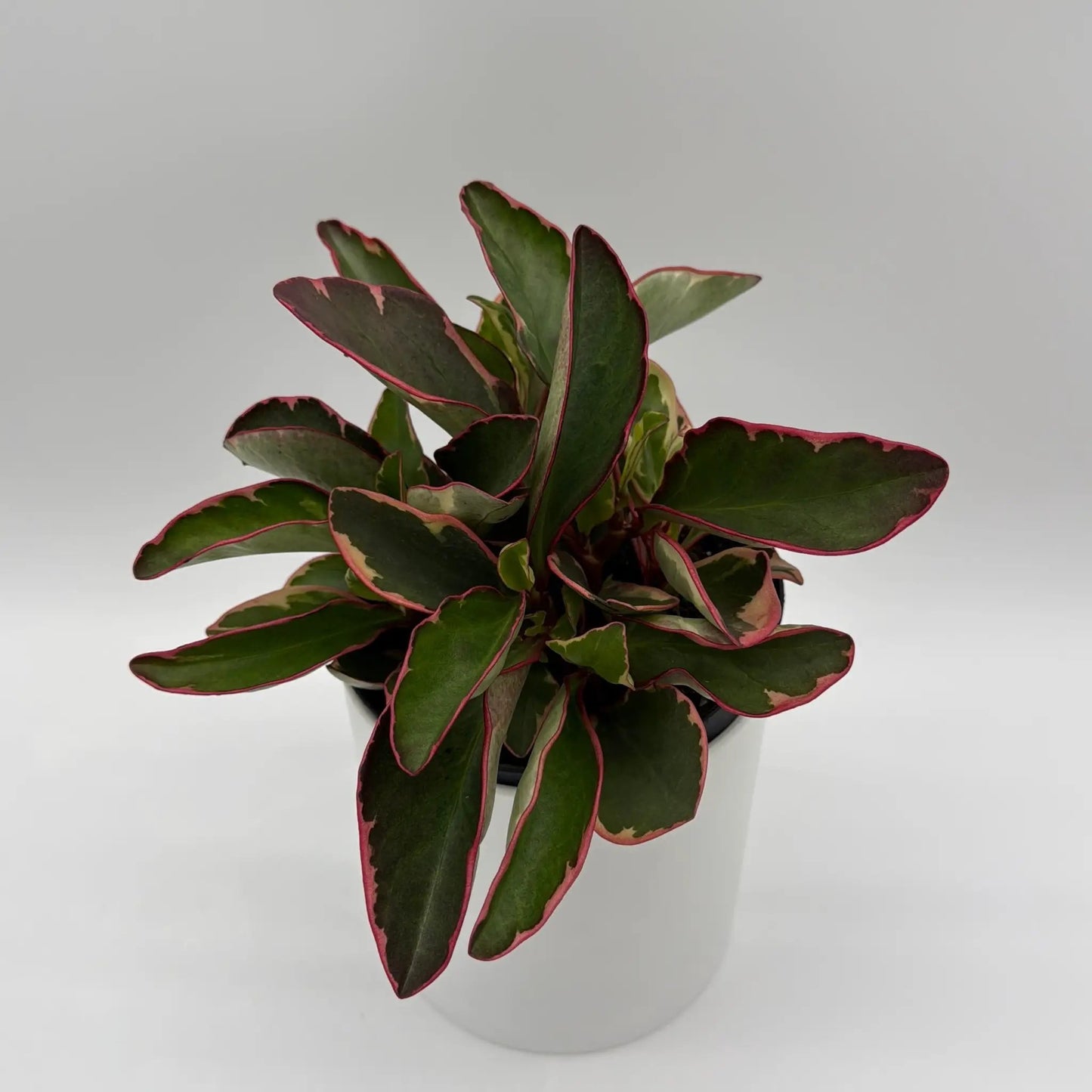 Variegated Peperomia Clusiifolia 'Ginny' - Tampa Home & Garden Store