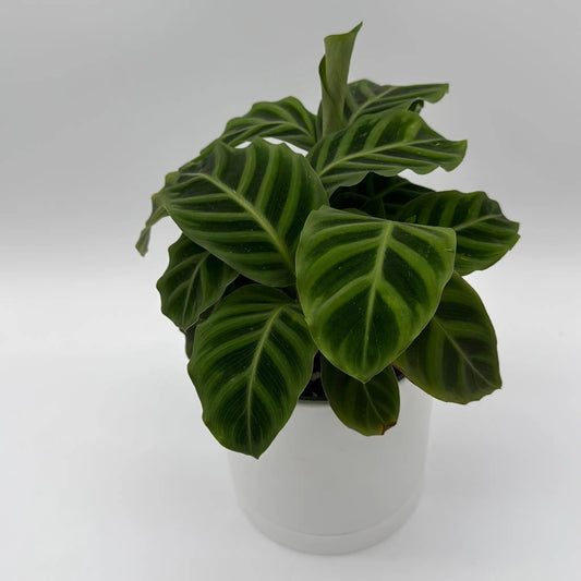 Calathea Zebrina plant with bold striped green leaves in a white pot on Tampa Home & Garden Store