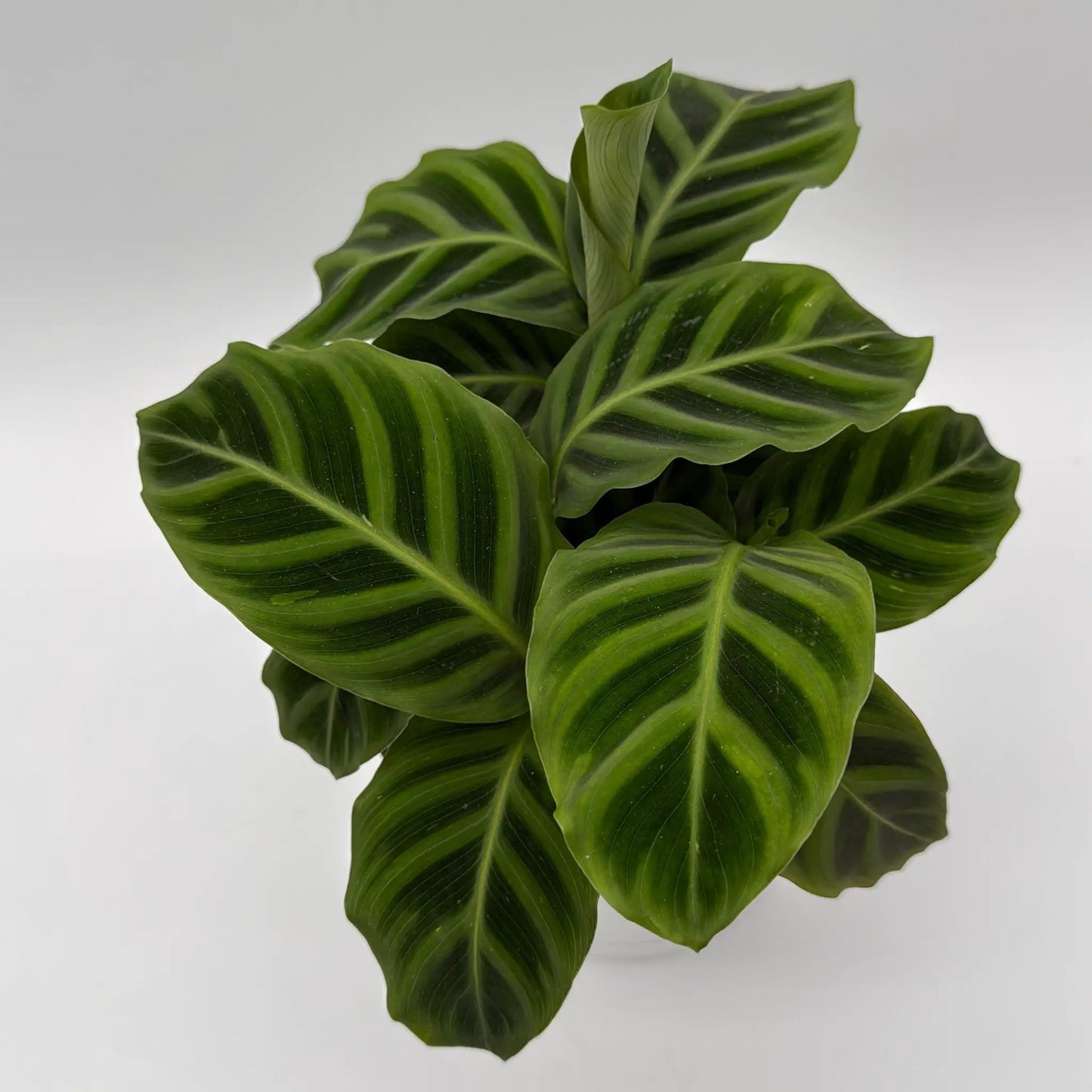 Calathea Zebrina (Zebra Plant) - Tampa Home & Garden Store