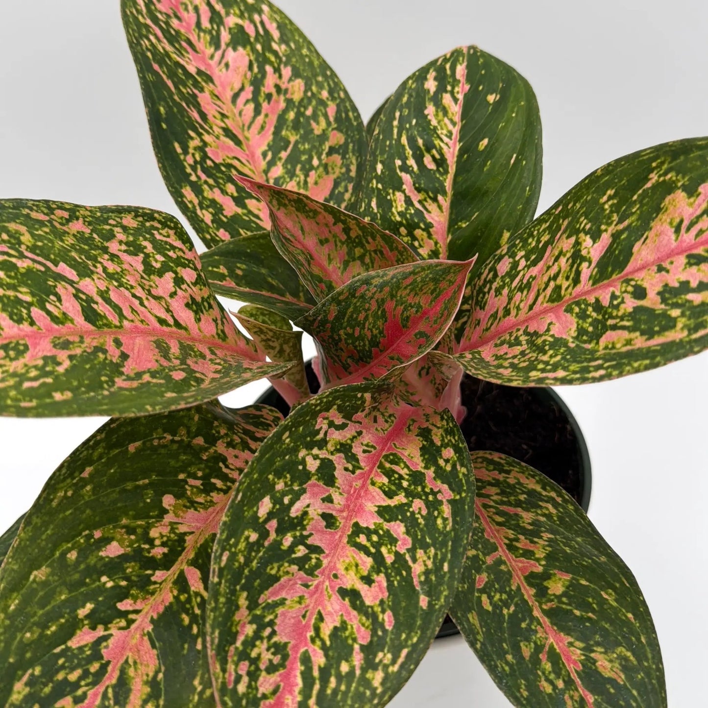 Aglaonema Chanel Silver Leaf Indoor Plant