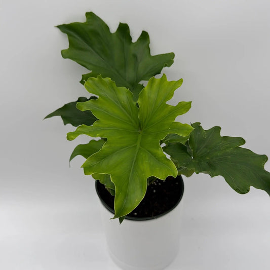 Philodendron Lickety Split bold tropical foliage with large green lobed leaves in a pot on Tampa Home & Garden Store