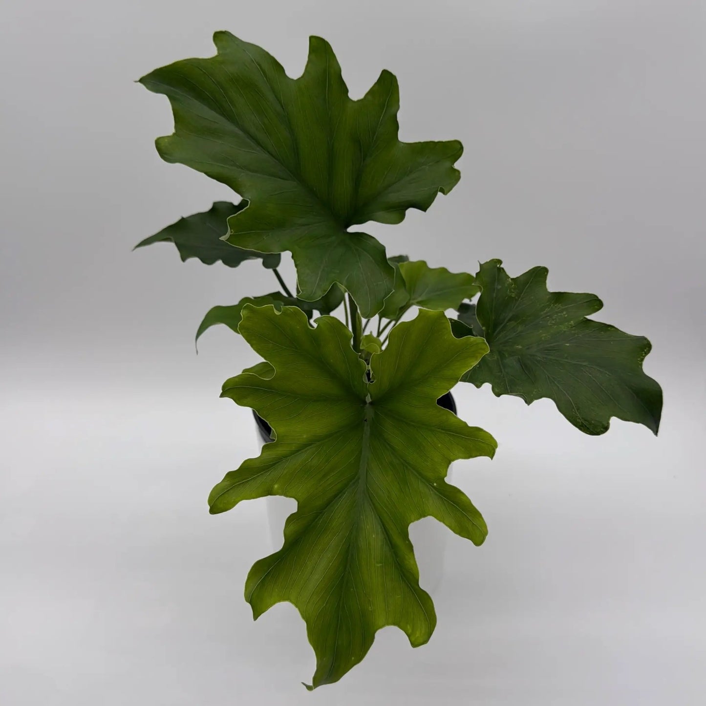 Philodendron 'Lickety Split' - Tampa Home & Garden Store