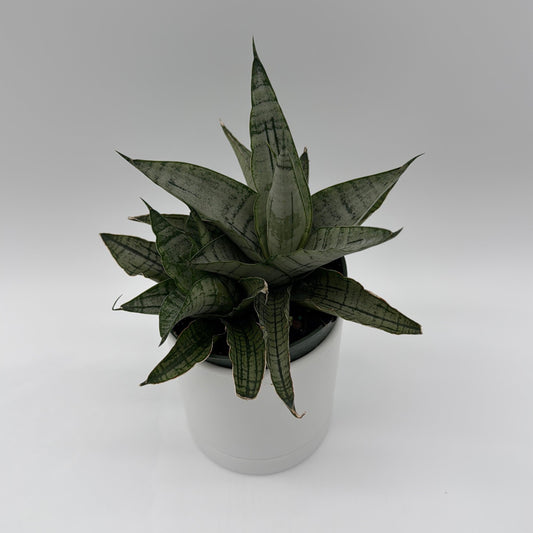 Sansevieria Pagoda 'Lion Heart'