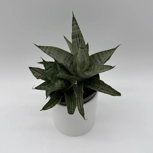Sansevieria Pagoda Lion Heart snake plant with variegated green leaves in a white pot on Tampa Home & Garden Store