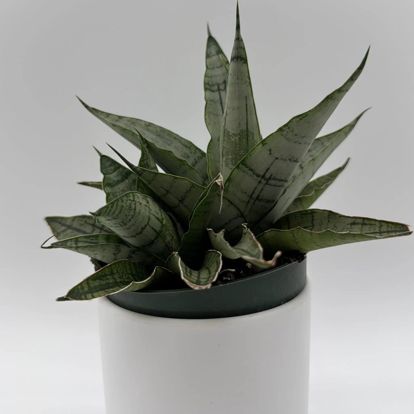 Sansevieria Pagoda Lion Heart snake plant with variegated green leaves in a pot, RUNOPLANTS on Tampa Home & Garden Store