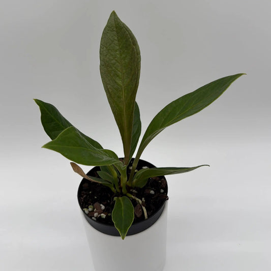 Anthurium Cobra plant with serpentine leaves in a small pot, glossy green foliage on Tampa Home & Garden Store