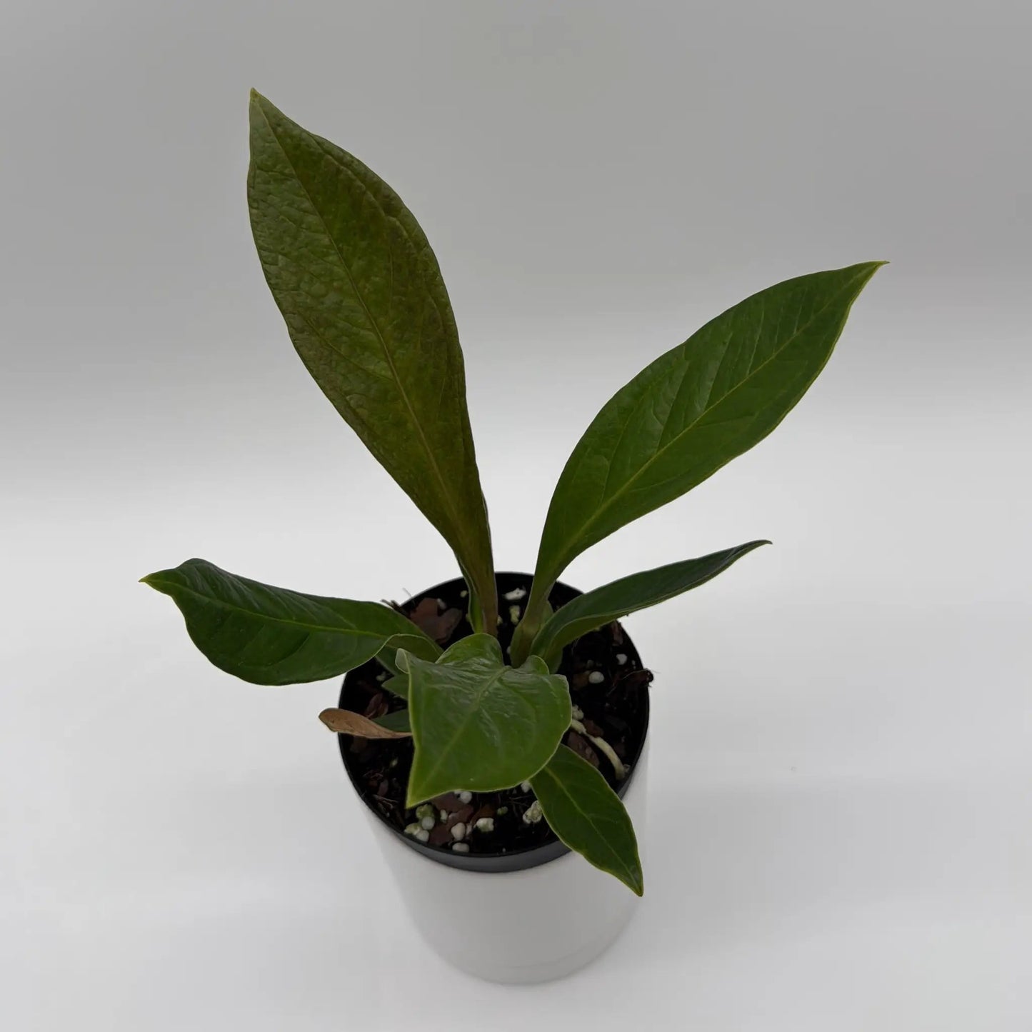 Anthurium 'Cobra' - Tampa Home & Garden Store