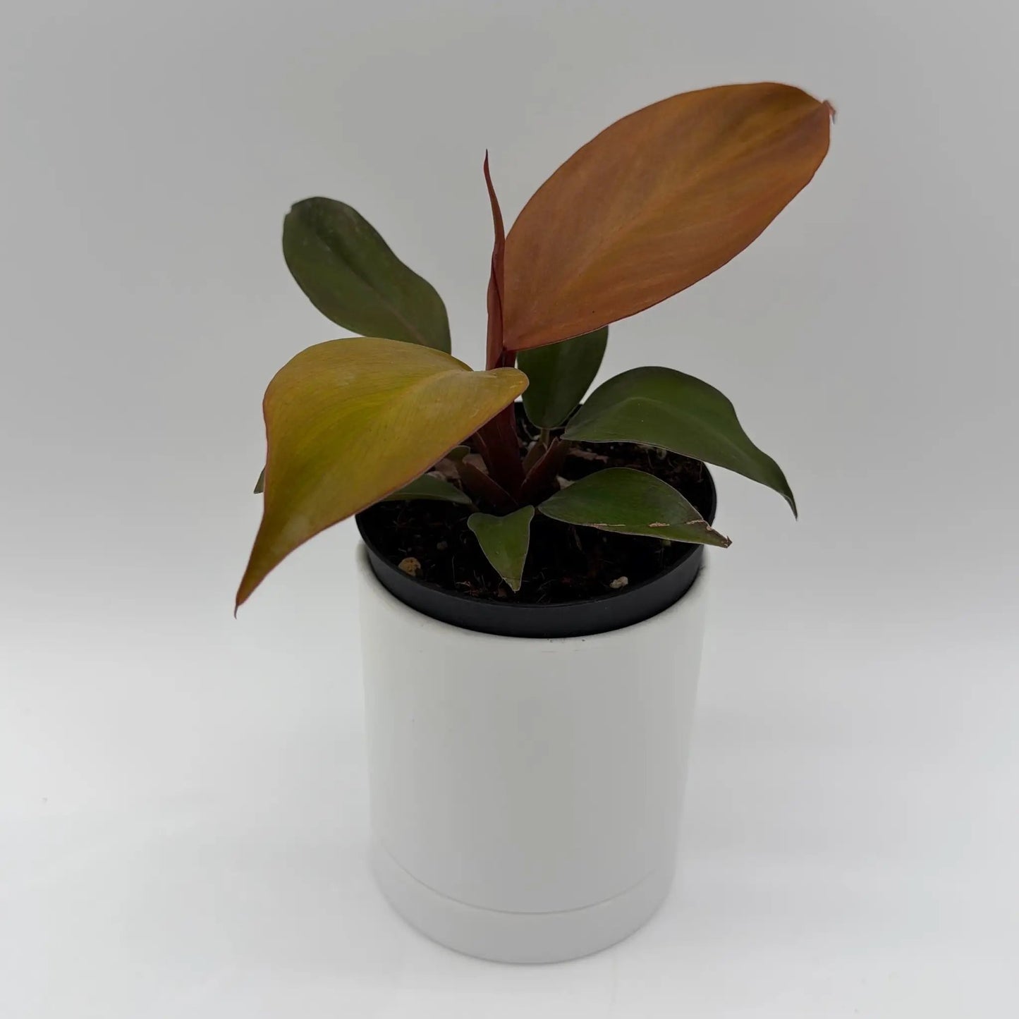 Philodendron 'Red Sun' - Tampa Home & Garden Store