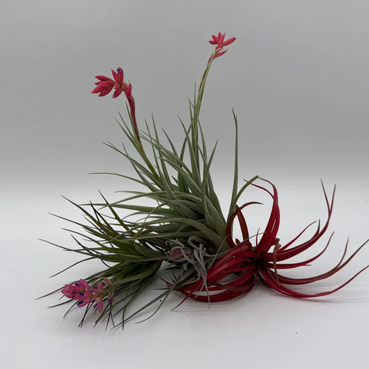 Air Plant Mystery Box Tillandsia with red bloom and slender gray-green leaves on Tampa Home & Garden Store
