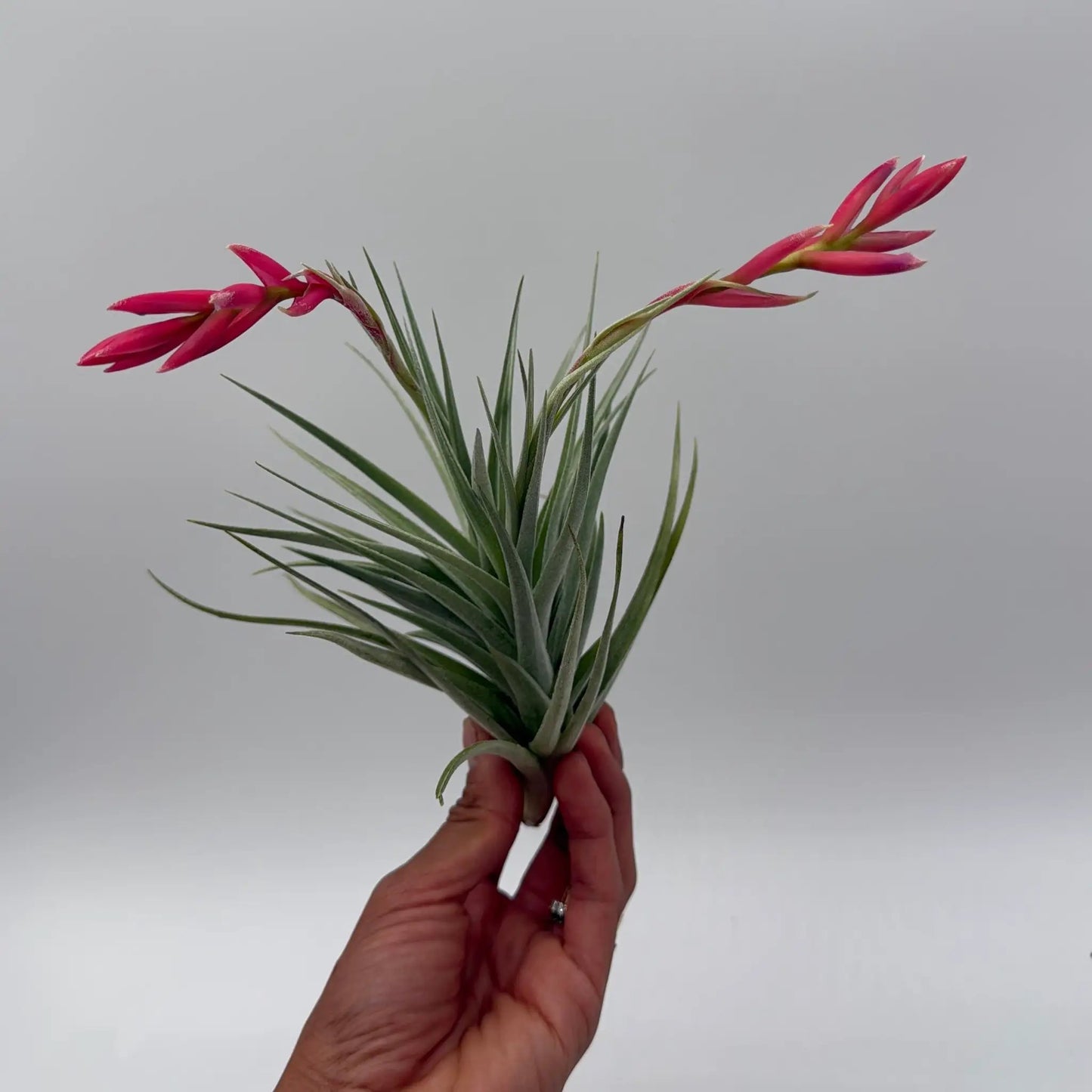 Tillandsia air plant with pink bloom spikes held in hand RUNOPLANTS on Tampa Home & Garden Store