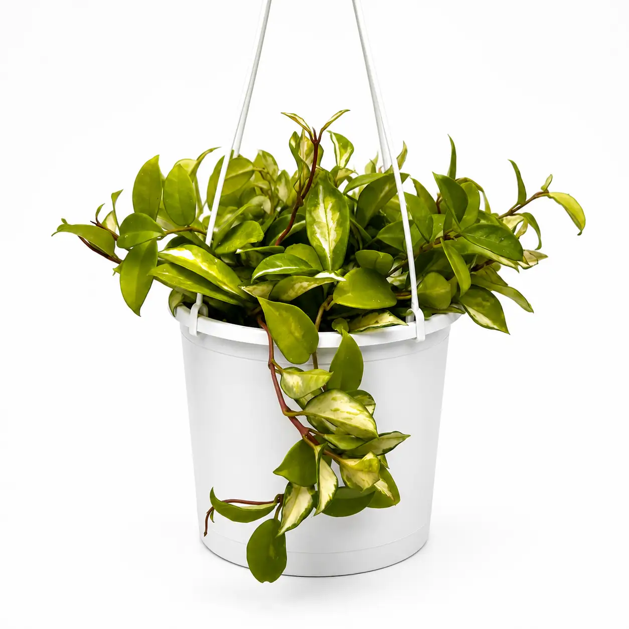 Hoya Krimson Princess hanging plant with variegated green and cream leaves in a white pot on Tampa Home & Garden Store