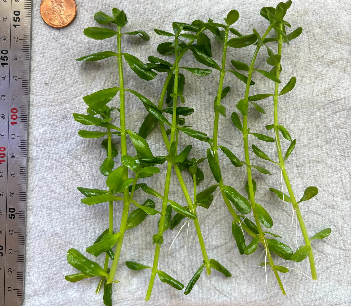 Bacopa Monnieri/Monneywort (6+ stems) - Tampa Home & Garden Store