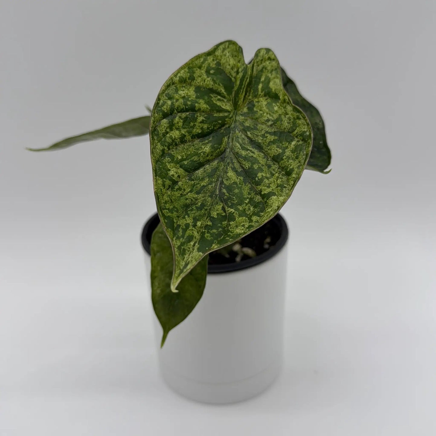 Variegated Alocasia Baginda Dragon Scale Mint - Tampa Home & Garden Store
