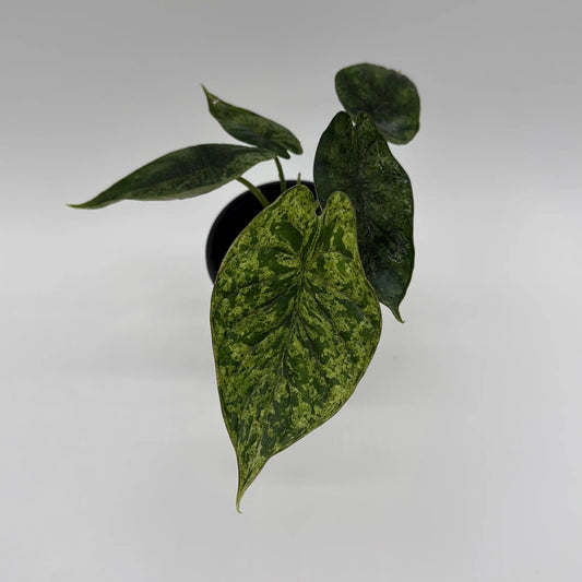 Alocasia Variegated Baginda Dragon Scale Mint plant with green marbled leaves in pot on Tampa Home & Garden Store