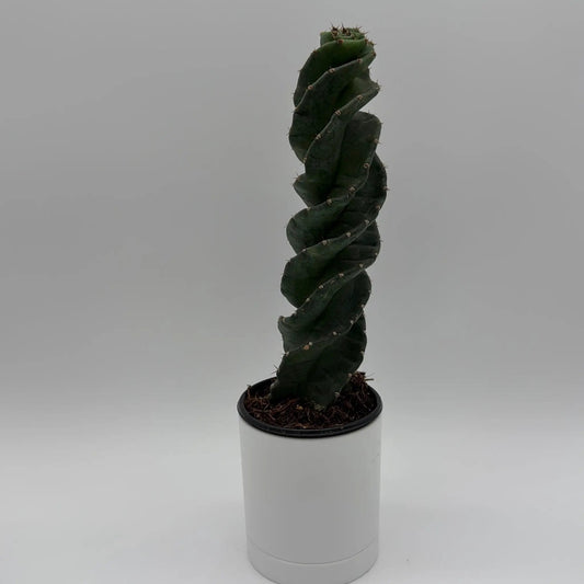 Spiralis Spiral Cactus living art succulent green twisted cactus in white pot RUNOPLANTS on Tampa Home & Garden Store