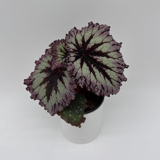 Begonia Fireworks