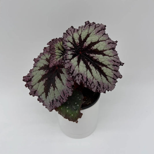 Begonia Fireworks Plum Leaves and Pink Silver with variegated plum-purple foliage on Tampa Home & Garden Store