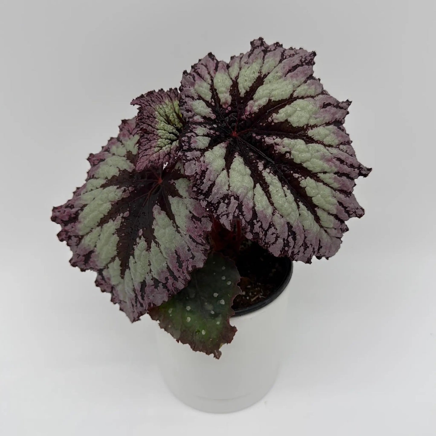 Begonia Fireworks - Tampa Home & Garden Store