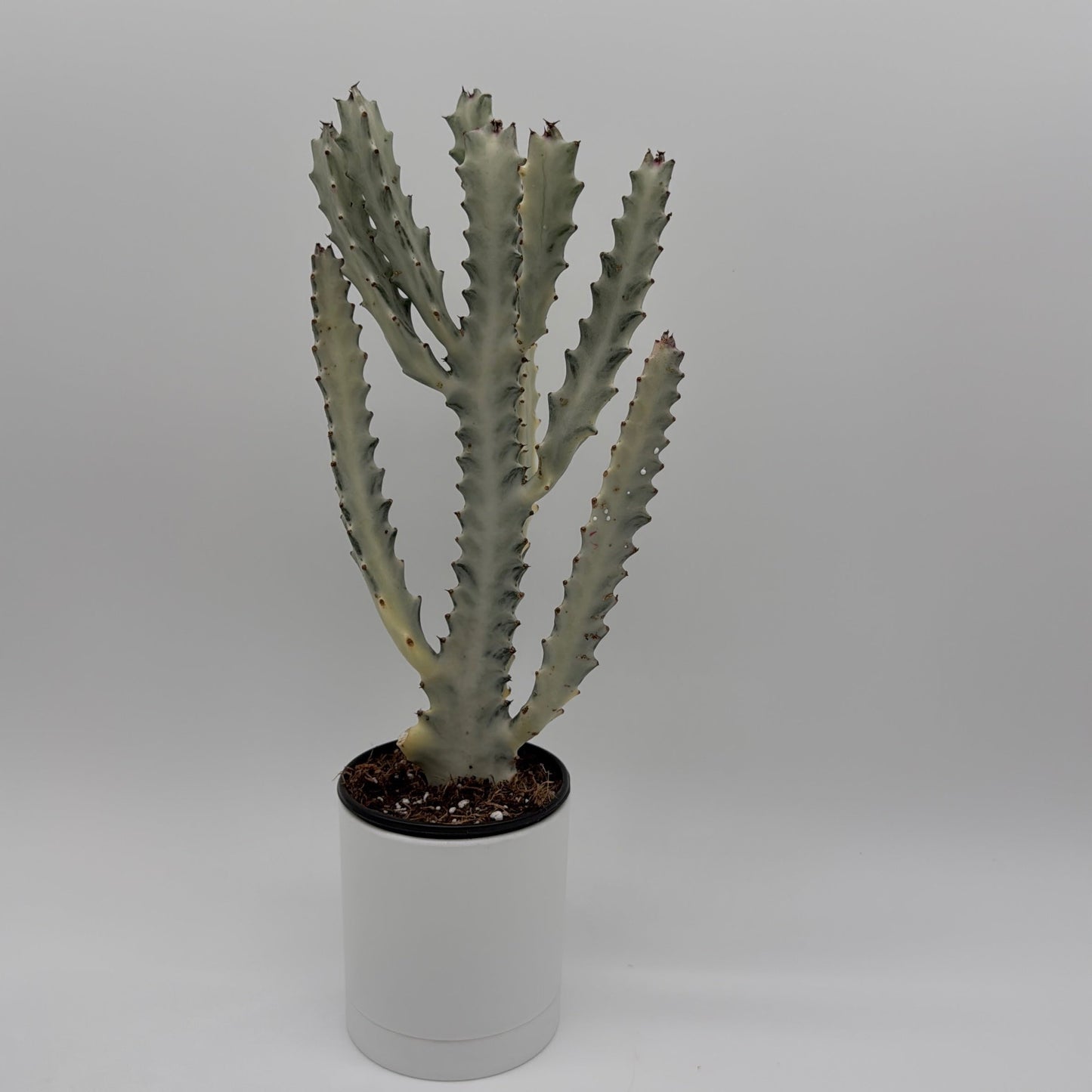 Euphorbia Dragon Bone