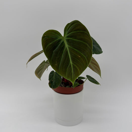 Philodendron El Choco Red