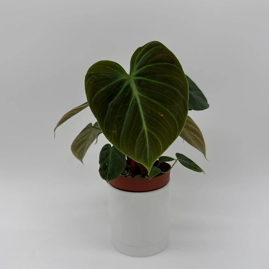 Philodendron el Choco Red plant in terracotta pot with dark green heart-shaped leaves RUNOPLANTS on Tampa Home & Garden Store