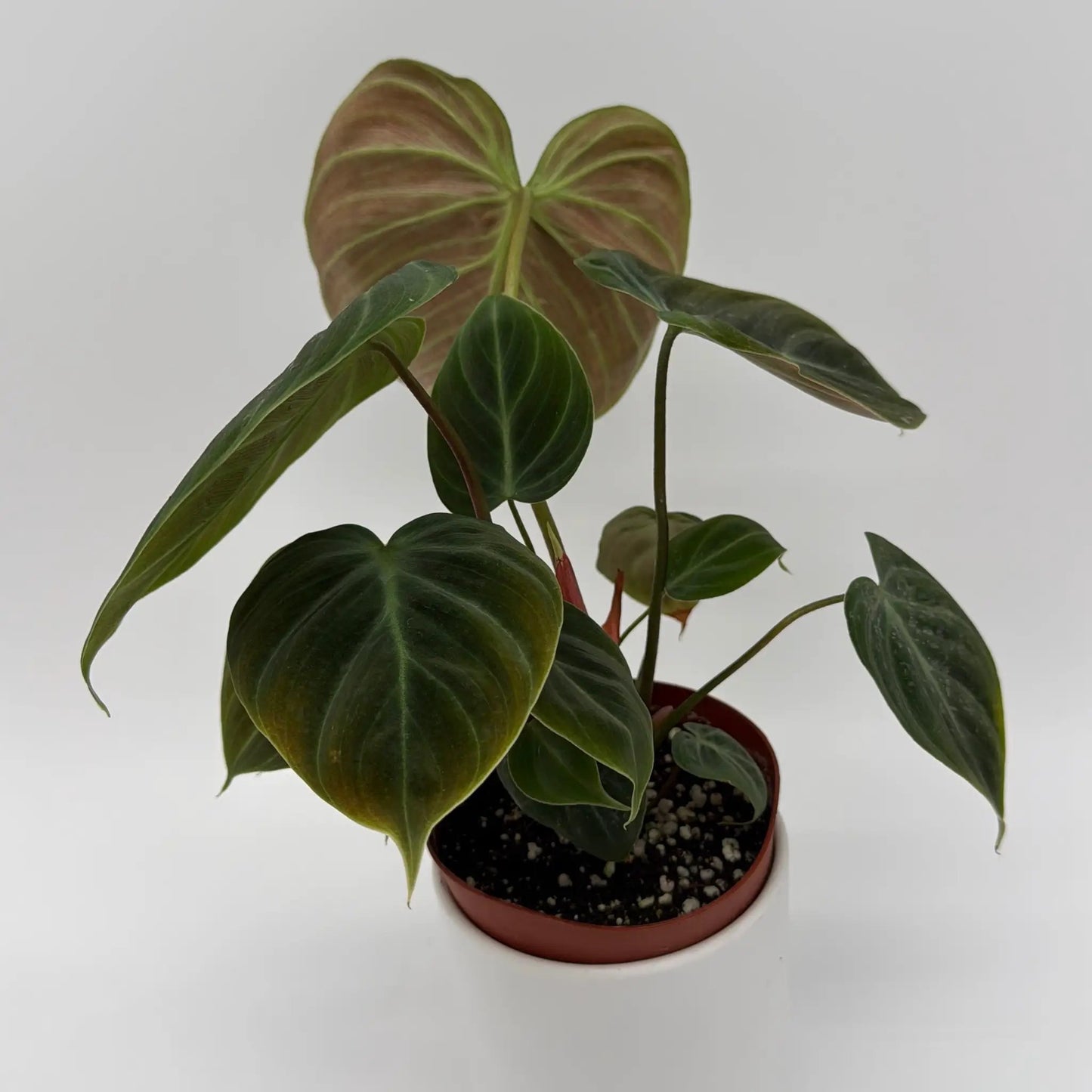 Philodendron El Choco Red - Tampa Home & Garden Store
