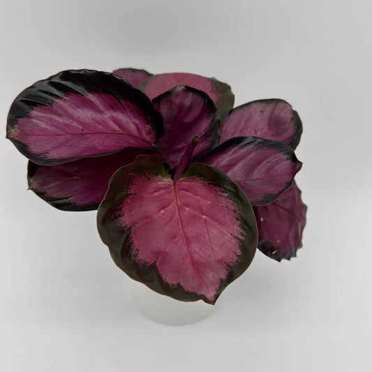 Calathea Pink Star Rosy plant with pink-purple leaves in a white pot RUNOPLANTS on Tampa Home & Garden Store