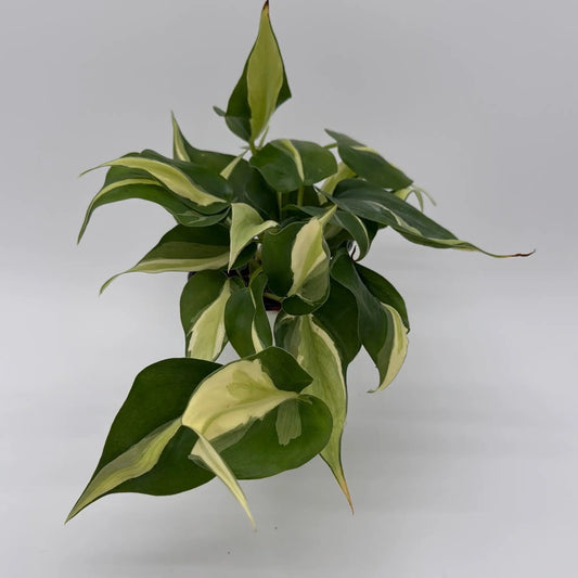 Philodendron Rio Variegated plant with glossy green and yellow-cream leaves in a pot on Tampa Home & Garden Store