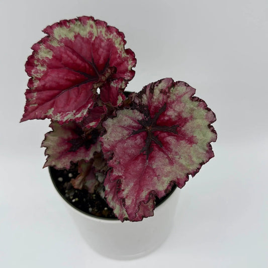 Begonia Exotica Raspberry Rex plant with red variegated leaves and green patches in pot on Tampa Home & Garden Store