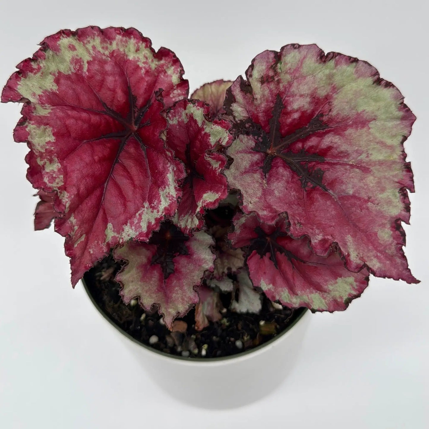Begonia Exotica 'Raspberry' - Tampa Home & Garden Store