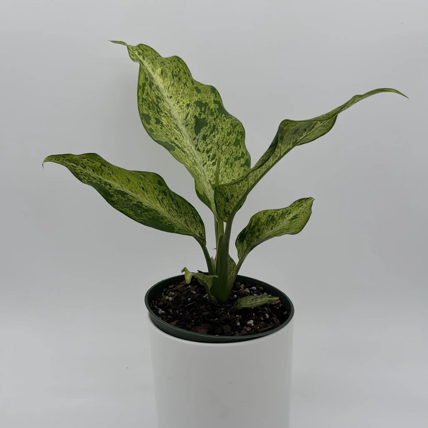 Variegated Dieffenbachia 'Maui Wowie' - Tampa Home & Garden Store