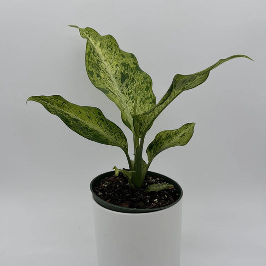 Dieffenbachia Maui Wowie plant with variegated green and yellow leaves in a pot on Tampa Home & Garden Store