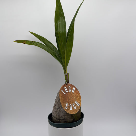 Coconut Palm (Cocos Nucifera)