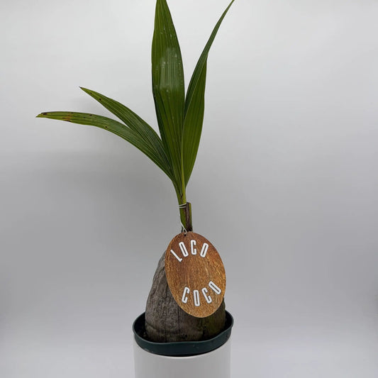 Coconut Palm Cocos Nucifera indoor decor palm in white pot with rope and rustic coconut tag on Tampa Home & Garden Store