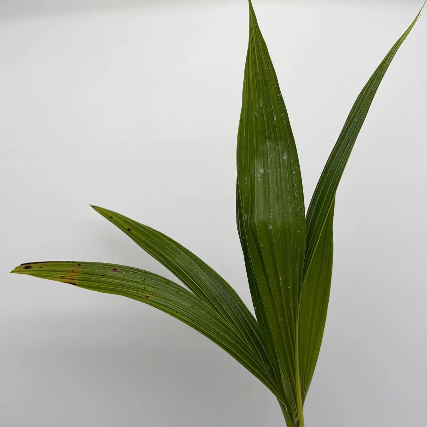 Coconut Palm (Cocos Nucifera) - Tampa Home & Garden Store