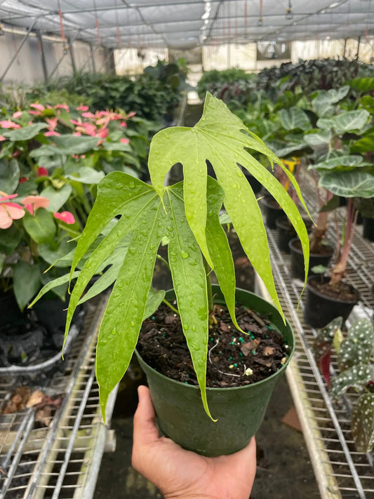 Finger leaf Anthurium plant with glossy lime-green lobed leaves in a small pot on Tampa Home & Garden Store