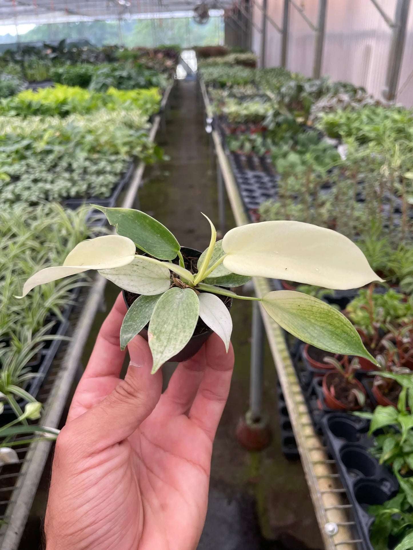 Filodendro 'Florida Ghost'