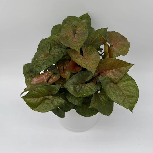 Syngonium Podophyllum Maria Allusion Plant with copper-green leaves in a white pot on Tampa Home & Garden Store
