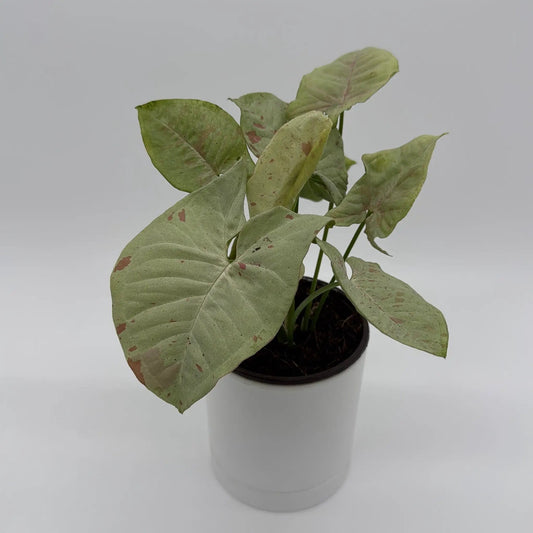 Syngonium Milk Confetti variegated indoor plant with pale cream-green leaves in a pot on Tampa Home & Garden Store