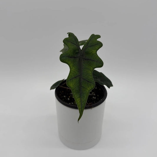 Alocasia Jacklyn RUNOPLANTS plant with dark green lobed leaves in white pot on Tampa Home & Garden Store