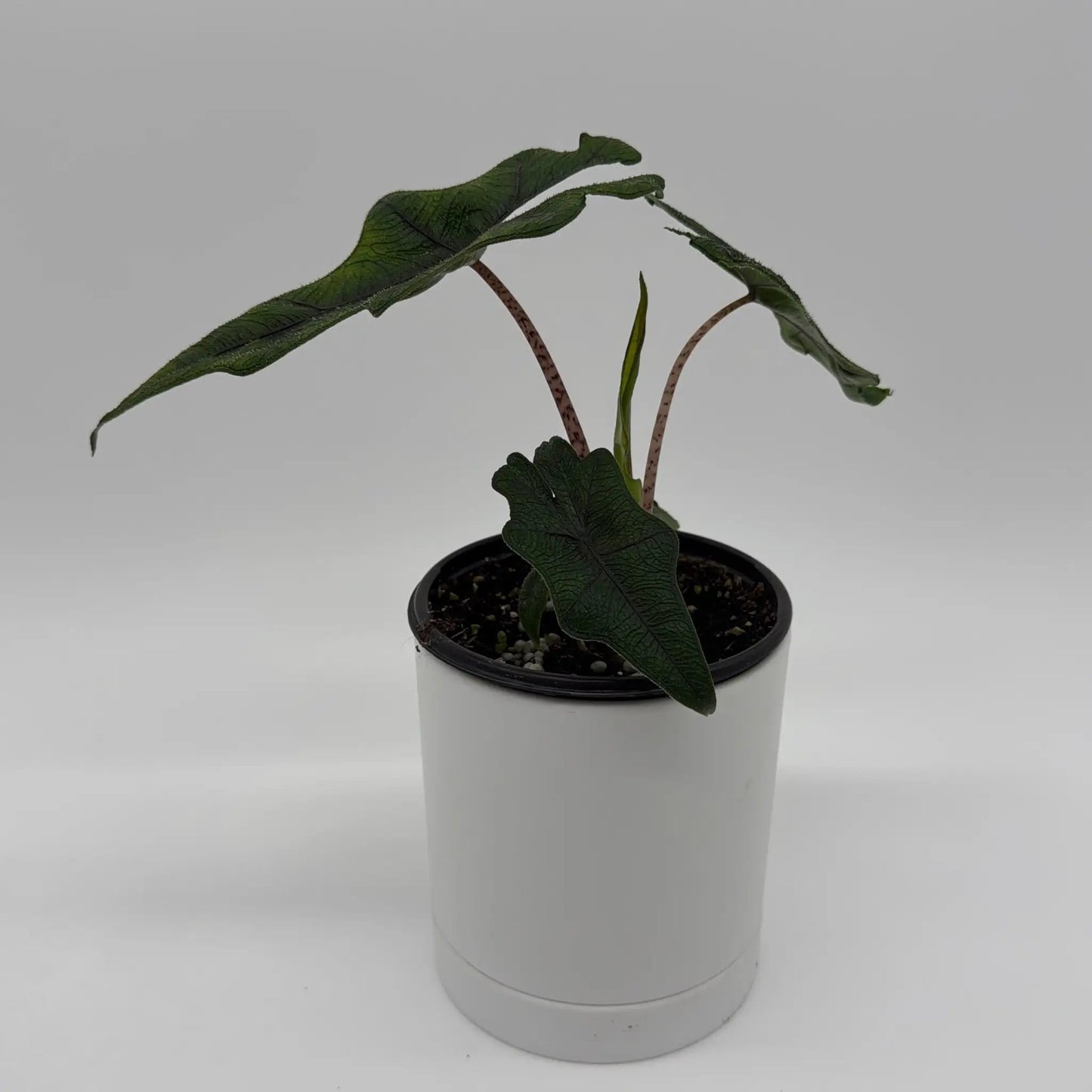 Alocasia Jacklyn - Tampa Home & Garden Store